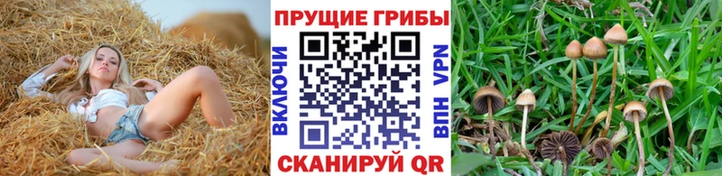 Галлюциногенные грибы Psilocybe  купить наркотики сайты  Лукоянов 